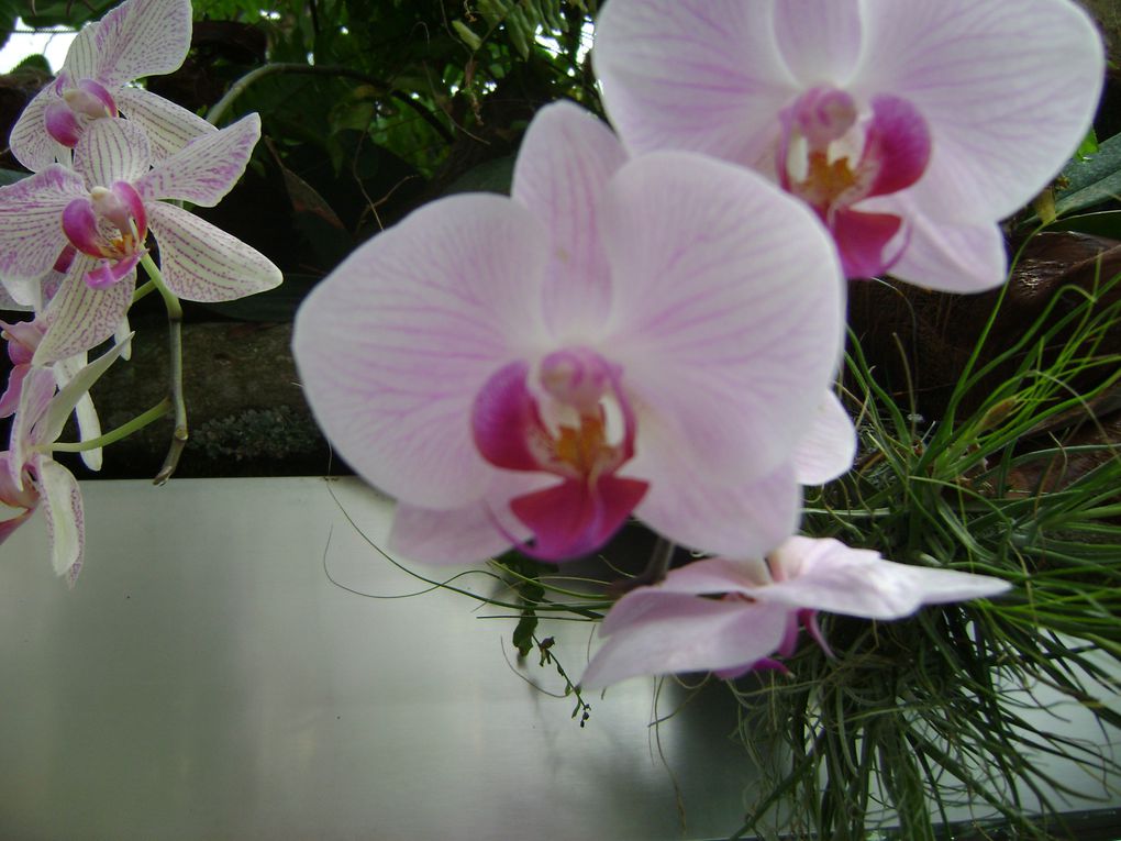 Album - Exposition orchidées