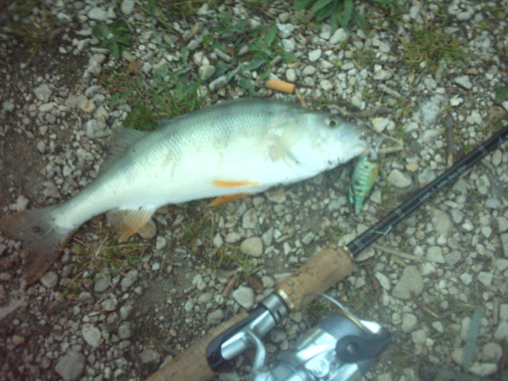 Quelques belles perches, mais manque de gros poisson par manque de protection... Pas de photo de notre record (49cm).