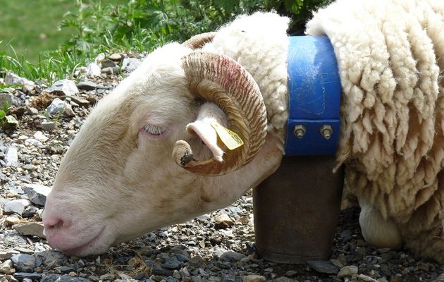 Photos : Mouton du Col des Tentes, Hautes Pyrénées