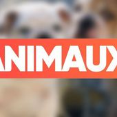 La chaîne ANIMAUX modernise son image