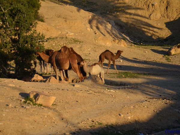 Taghazout (Maroc en camping-car)
