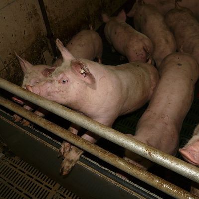 L'élevage industriel des cochons en Allemagne...