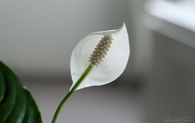 On l'appelle aussi "Fleur de Lune"..
