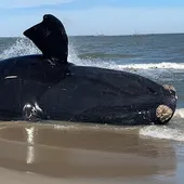 Morts de 71 baleines aux États Unis en 2023