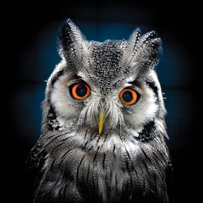 Chouette - Hibou - Regard - Nuit - Photographie - Wallpaper - Free