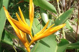 La fleur du mercredi : canna indica flamea