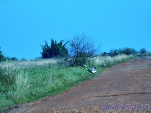 Routa provinciale 40 (Argentine en camping-car)