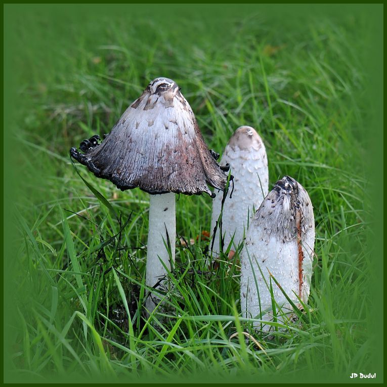 Album - Champignons