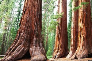 (Lieu mysique) Les arbres géants du parc national de Sequoia - Californie