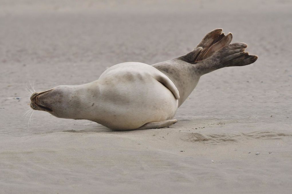 Phoque commun ou veau marin.