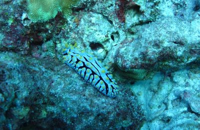 Celle qui a plongé aux Similans, Surins et Richelieu Rock