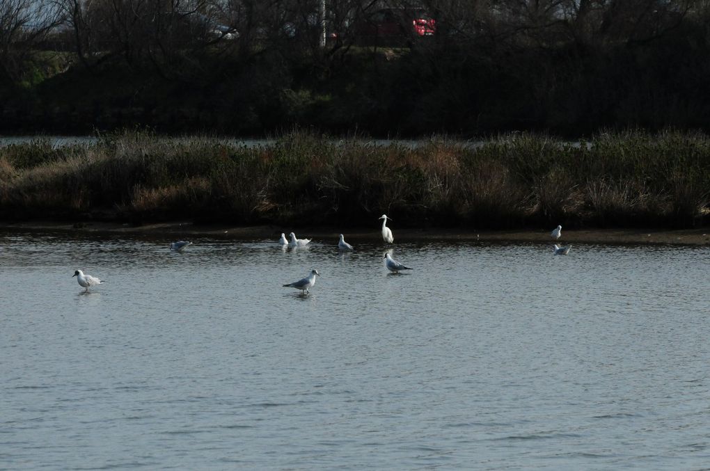 DANS LA LAGUNE DE VILLEPEY