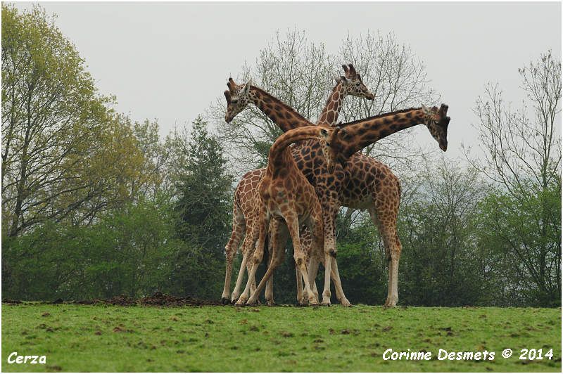 Parc Zoologique de Lisieux Cerza 2014