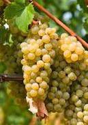 #Müller Thurgau Producers Canterbury Region Vineyards New Zealand