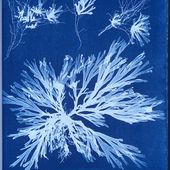 Cyanotype - Wikipédia