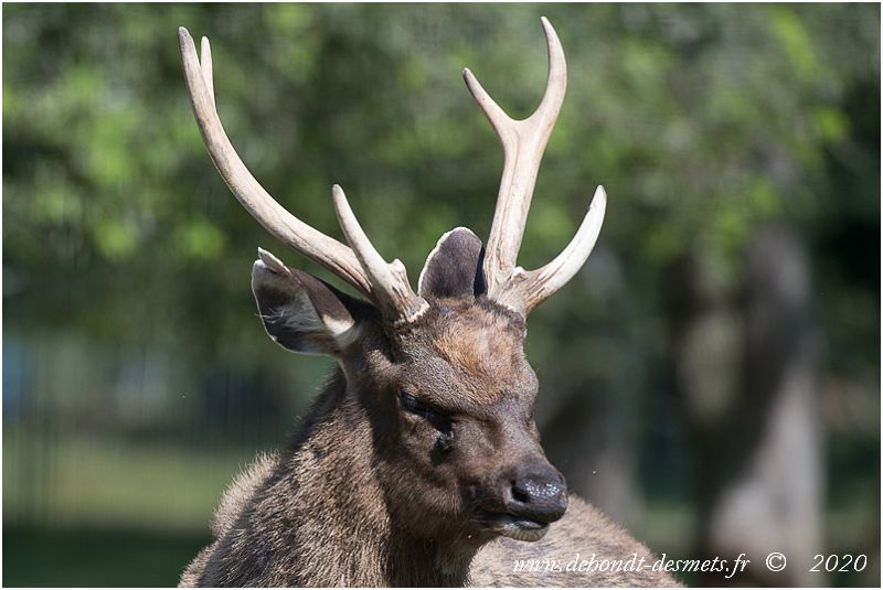 Le cerf sambar porte sous chaque oeil une glande odorante qu'il fait ressortir à volonté . C'est ce qui lui a valu en Chine le nom de " cerf aux quatre yeux"