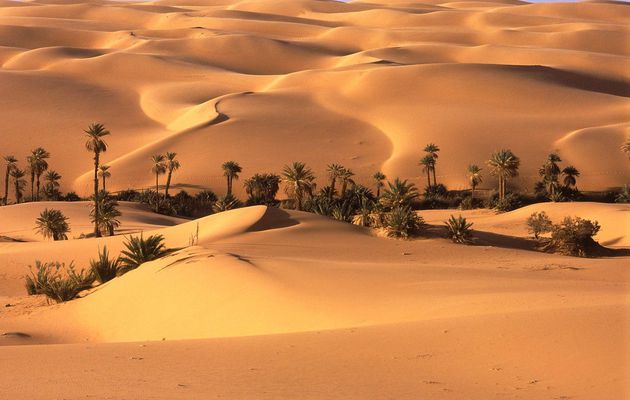 Oasis en medio del desierto