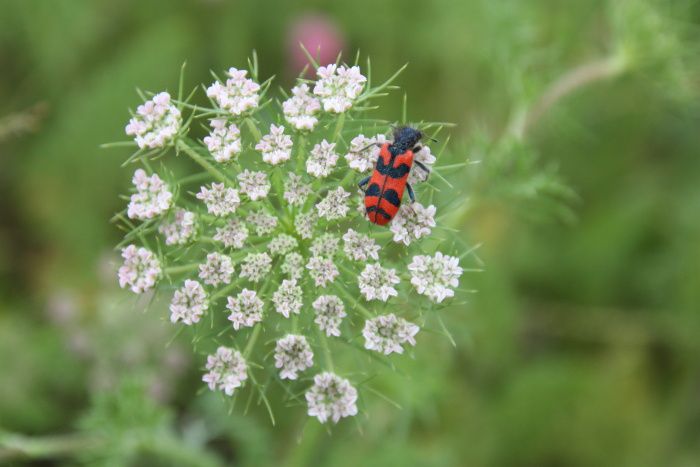 Une ballade autour de la ferme de Aïcha Bouzerene, la soeur de Nouara. C'était au mois de mai, les paysages sont fleuris...Une identification des fleurs est à venir..