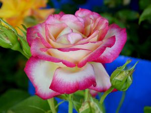 La 94ème Fête des Roses de Gerberoy avec repas partagé