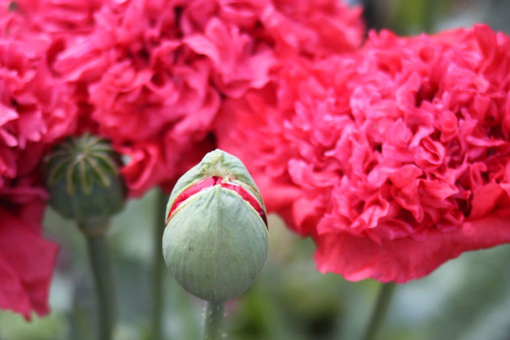 coccinelle, bourdon, pavot...