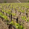 Chablis, Grand Auxerrois et Châtillonnais : aux limites du bassin parisien