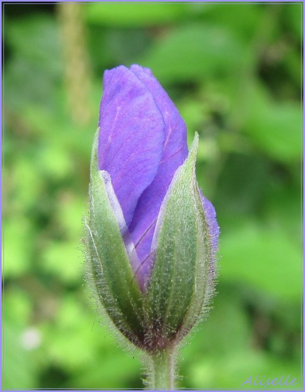 Album - Jardin-2