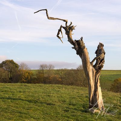 Le vieux singe sur le dos de l'élèphant ...