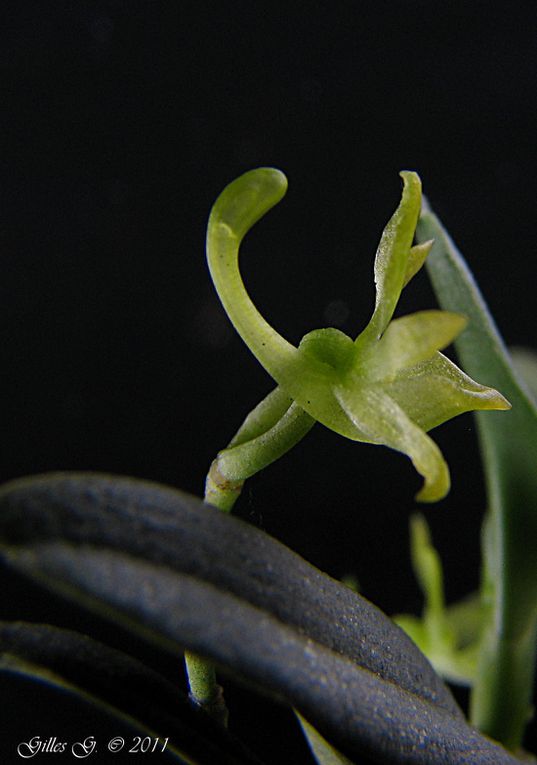 D'autres orchidées africaines ou des Mascareignes en plus de mes Aerangis.