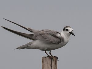 Guifette noire non nicheuse, lagune de Grand Bassam, Côte d'Ivoire, 17 mars 2018