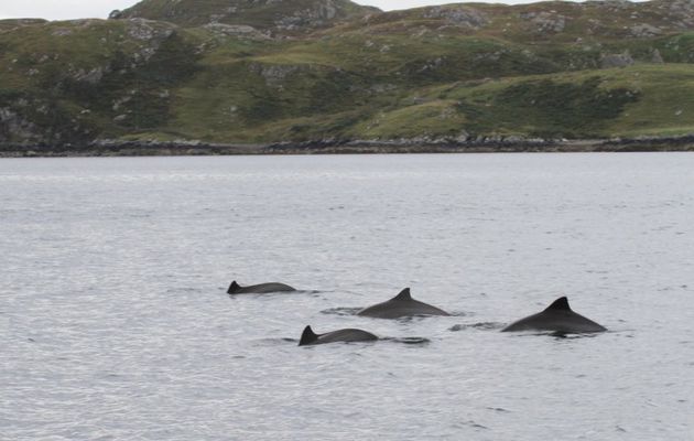 Porpoise off west Scotland