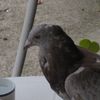 Un pigeon voyageur au café de Rigny (c'est plus beau qu'un cagou)