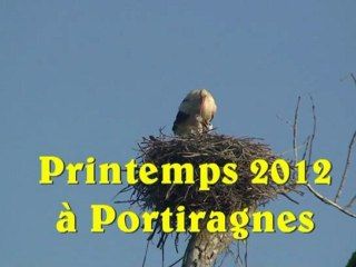 Dernières images de nos cigognes...