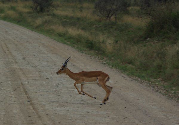 Quelques animaux rencontrés dans les parcs lors de notre voyage de noces.
K = Kenya
T = Tanzanie