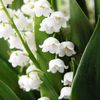 Le muguet