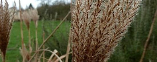 Herbes folles.