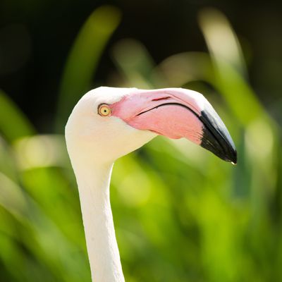 Flamant rose...