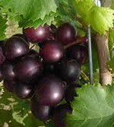 #Red Muscadine Producers New York Vineyards