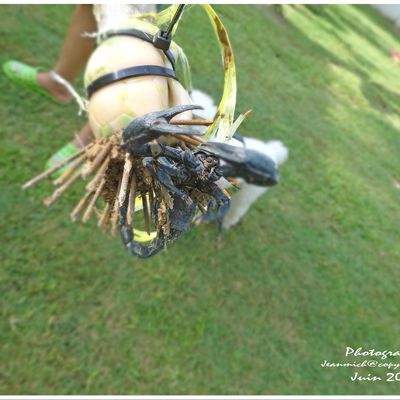 Les petites bêtes du jardin... Les scorpions....