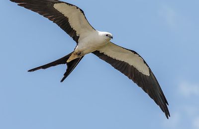 Les oiseaux des peuples autochtones de Guyane : Le milan à queue fourchue