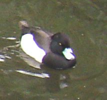 Les canards du jardin des plantes