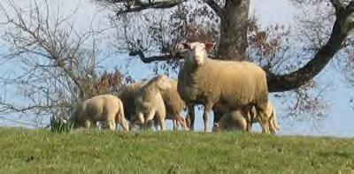 La laine de mouton