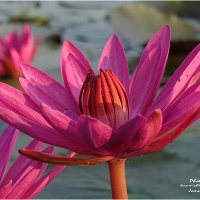 Le lac aux fleurs de lotus rose (Nong Han Kumphawapi Lake) หนองหานกุมภวาปี