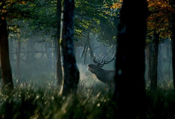 Photos d' animaux&nbsp; prises dans le Parc Naturel de la For&ecirc;t d'Orient