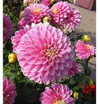 Les dahlias roses...