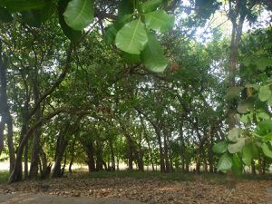 Senghalen : bosquet d'anacardiers