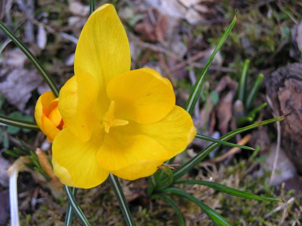 Une première floraison est un rendez-vous toujours attendu avec émoi et curiosité !