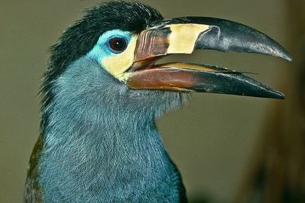 Le Toucan Bleu, Andigena Hypoglauca, espèce menacée, Amérique du Sud et Centrale