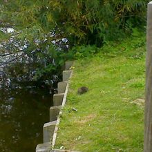 Un rat aux etangs de Vert le Petit