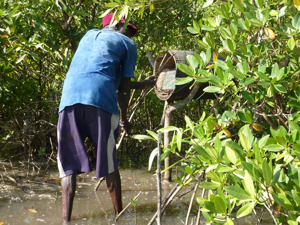 Les ruches traditionnelles dans la mangrove.