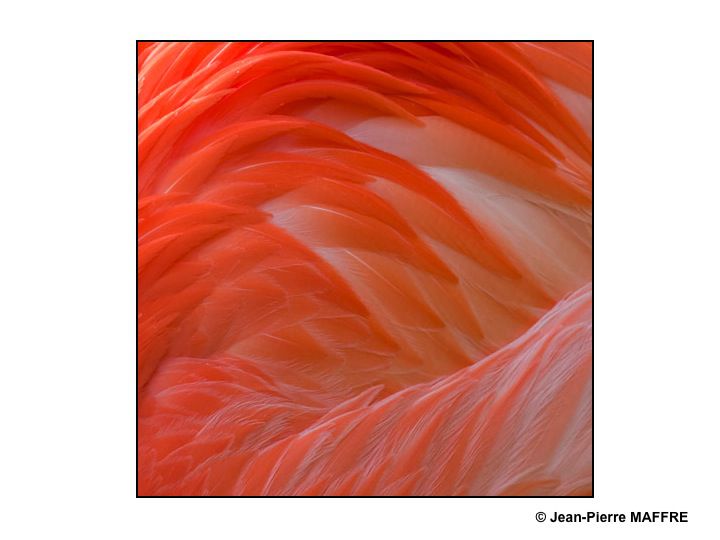 Que de plumes ! Moulin rouge, Folies Bergères, Lido ? Raté : Flamants roses tout simplement.